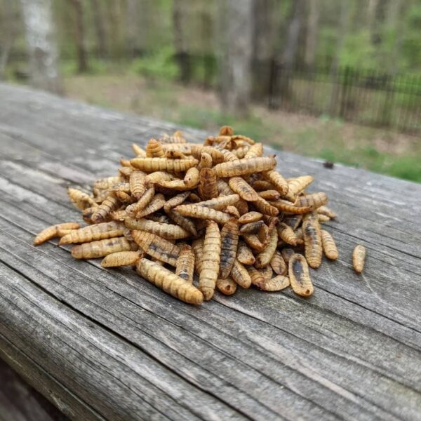 Black soldier fly larvae, dried